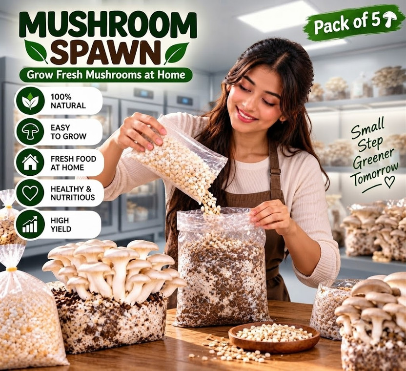 SP AGRO Oyster Mushroom Seed(400 g)