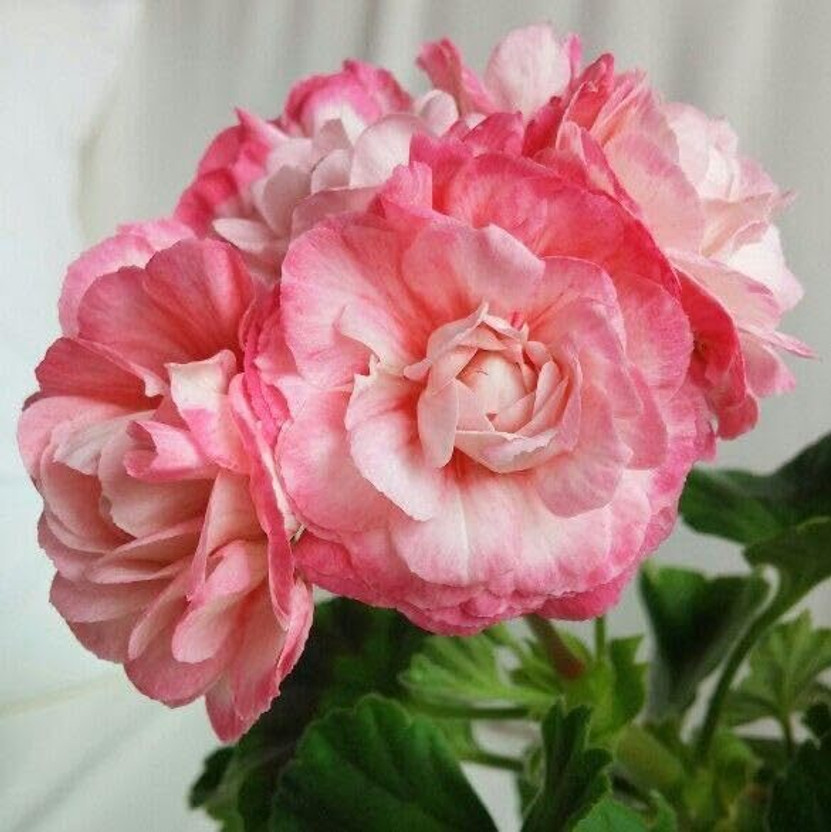 CRGO ROSE , GULAAB Seed(40 per packet)