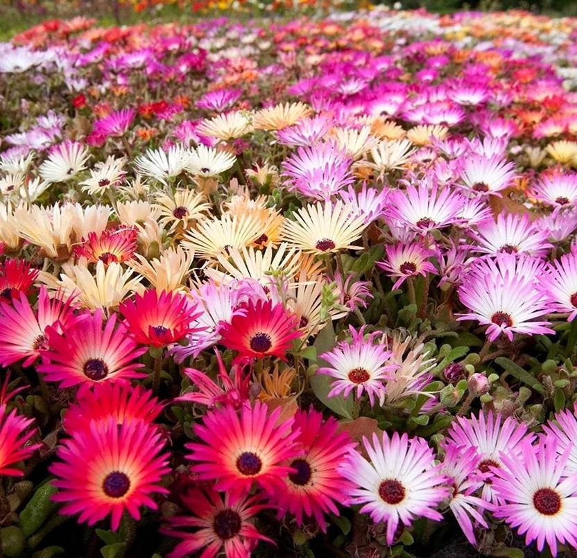 KANAYA Ice Plant Flower Seed Price in India Buy KANAYA Ice Plant