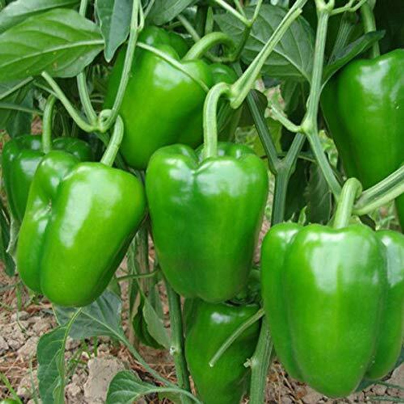 CRGO CAPSICUM , SHIMLA MIRCH Seed(500 per packet)