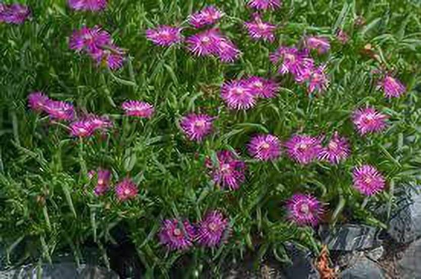 MAA Ice Plant Seed Price in India Buy MAA Ice Plant Seed online at