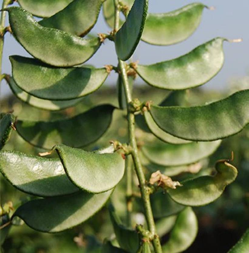 Recron Seeds Sem Phali/Lima Beans Seed Price in India Buy Recron