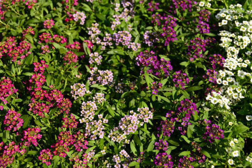KNESSiN Buy Lavender Alyssum Flower Seeds Online Seed(50 per packet)