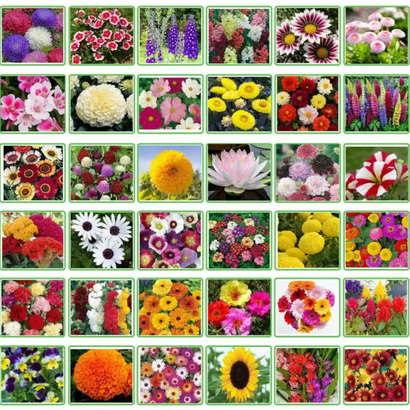 Crapulous 25 Variety Of Flower Seeds Combo Pack Seed(600 per packet)