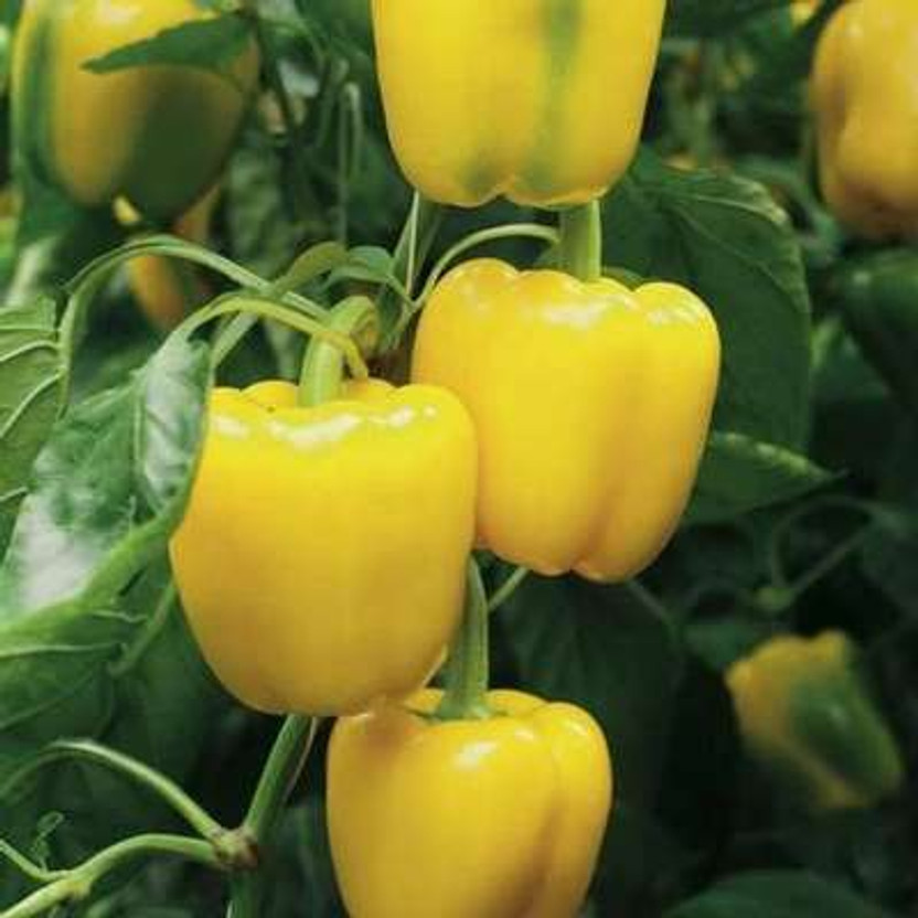 SCS SCS FLORA Pahadi Mirch, Dudhi Mirchi, Sweet Pepper Seed(70 per packet) - Flipkart Deal