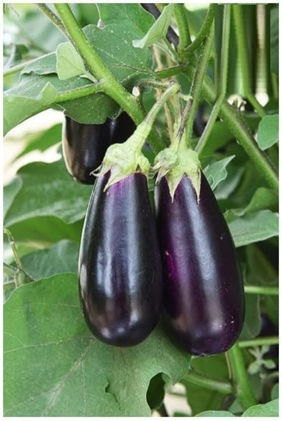 Biosnyg VPN-212 High-Yielding Brinjal (400 Seeds) Seed(400 per packet)