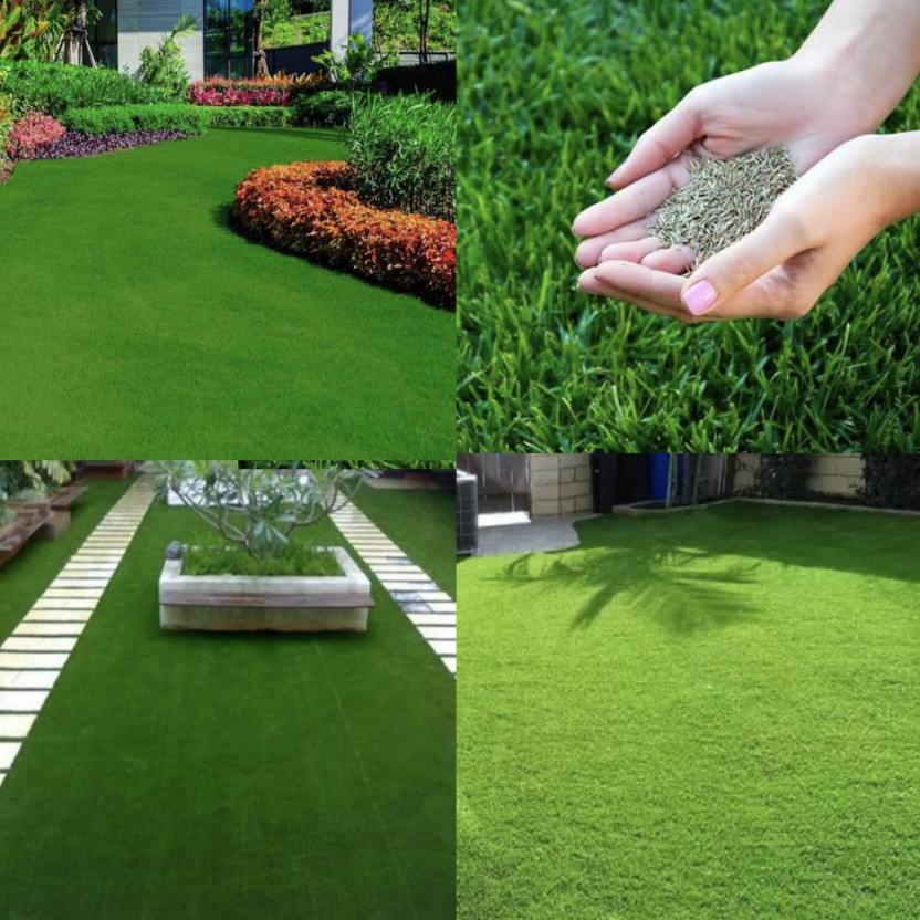 Greenfall Greenfall Ideal Grass Seeds for Park Lawns - 5500 Seeds Seed(5500 per packet) - Flipkart Deal