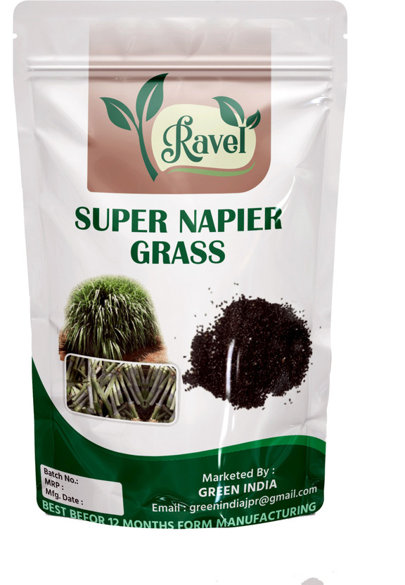 Ravel Super Napier Grass,Hybrid Grass,Australian Red Napier Grass,Elephant Grass 100 Seed(100 per packet)