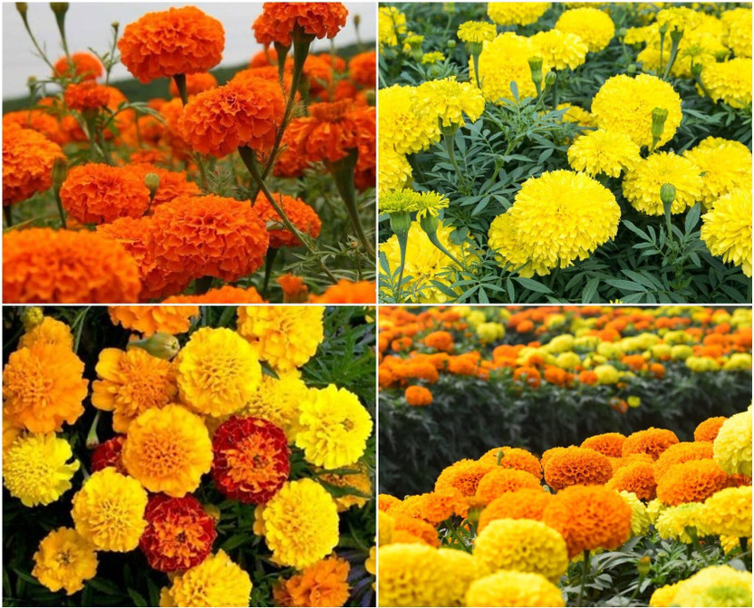Arshiayat marigold flower seeds hybrid mix Seed(57 per packet)