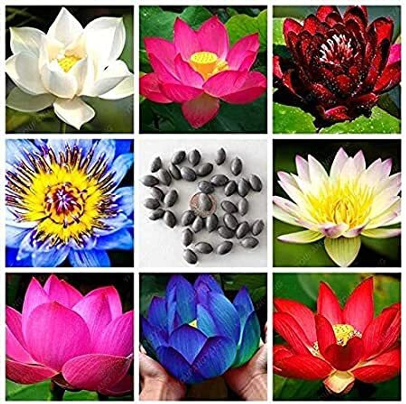 BEE BEE Garden Lotus Seeds – Premium Quality Kamal Seeds for Home & Garden Planting Seed(15 per packet) - Flipkart Deal