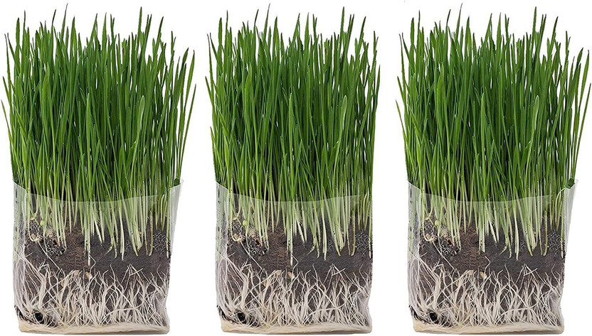 WILLVINE WILLVINE GBPUT-10 Organic Cat Grass Seeds Seed(2000 per packet) - Flipkart Deal