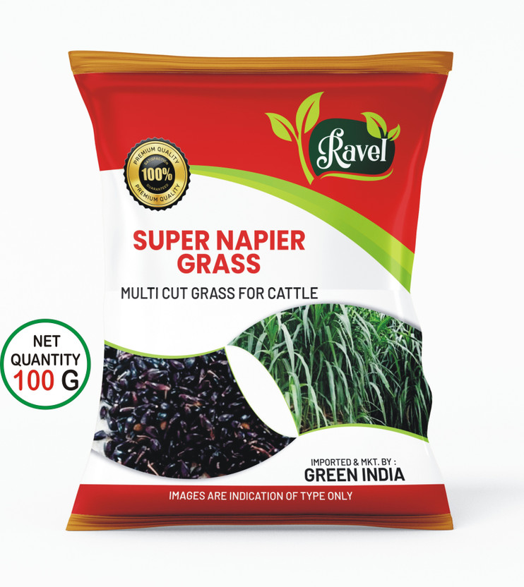 Ravel SUPER NAPIER GRASS SEED HIGH YIELD 100 Gram SEEDS Seed(100 g)