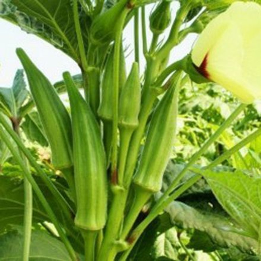 Silba lady finger seeds/bhindi seeds/okra seeds/hybrid lady finger Seed(100 per packet)