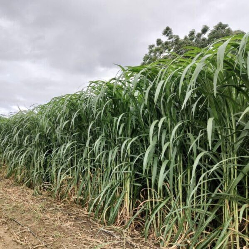 DEYS AGRO ® american 5g napier grass seeds,super napier grass Seed(5000 per packet)