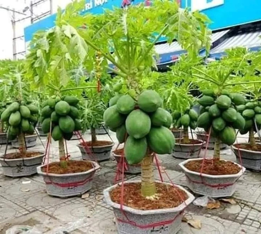 Cloud Cloud Farm Hybrid Papaya, Papita Seed(230 per packet) - Flipkart Deal
