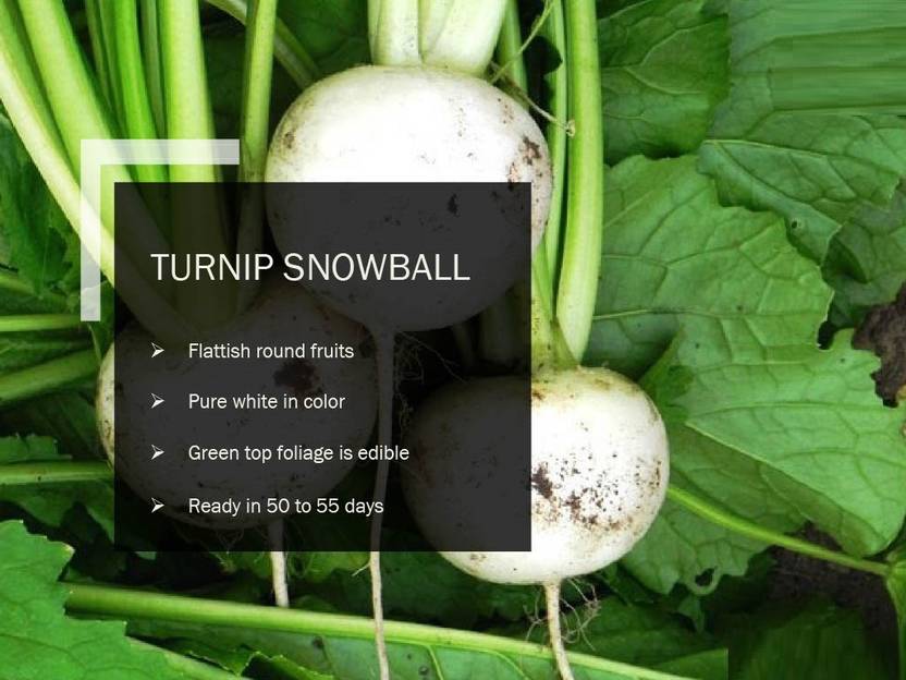 VibeX TURNIP SNOWBALL SEEDS(250 Seeds) Seed Price in India Buy VibeX TURNIP SNOWBALL SEEDS(250