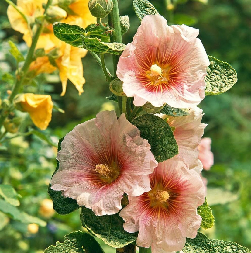 ARIAANAM hollyhock flowers seed for gardening/ farming, flowers Seed(14 per packet)