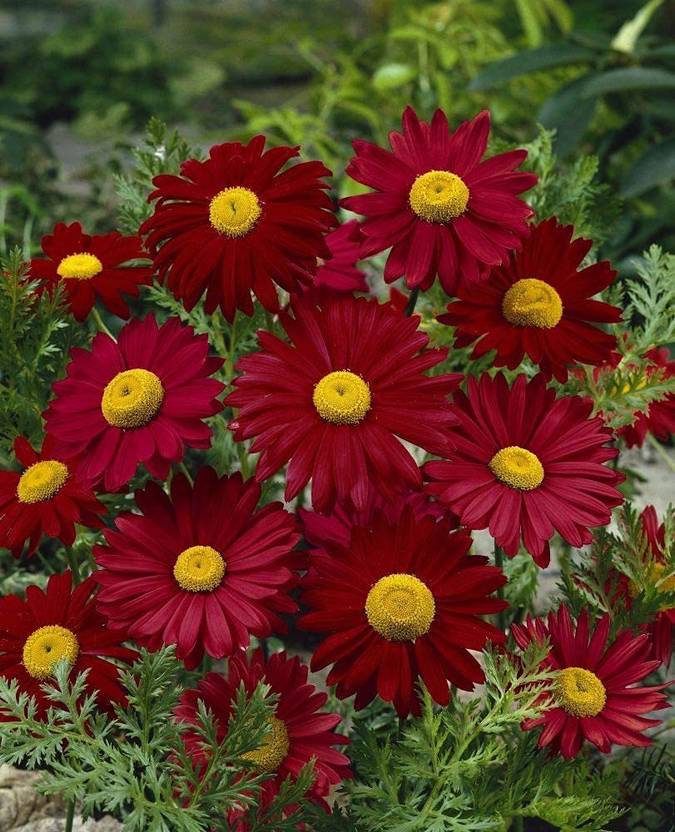 KANAYA Hybrid Seeds Chrysanthemum, Guldaudi Flower Seed Price in India