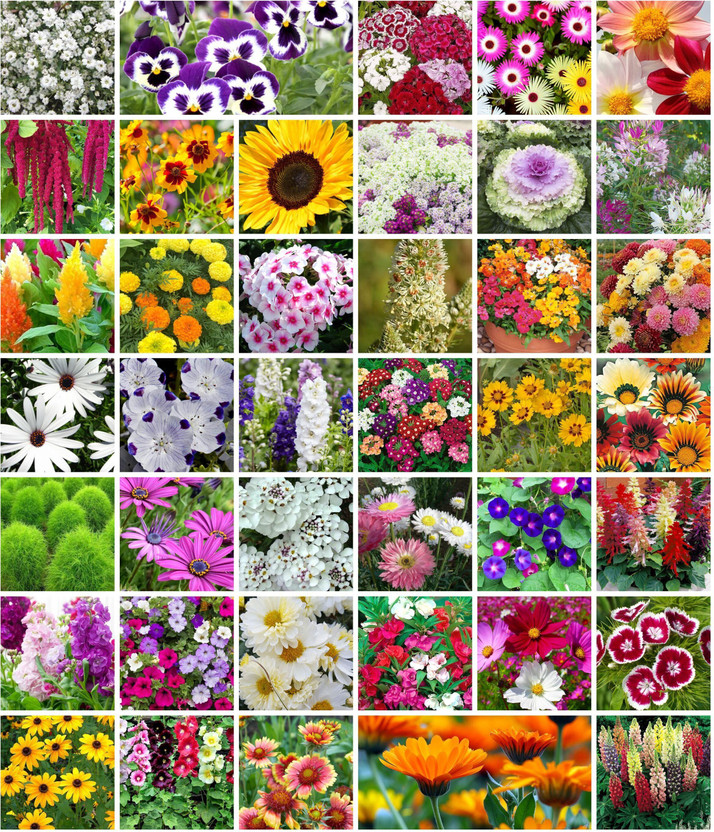 SEEDARIA 20 types flower seeds hybrid mix combo, 1000+ seeds for home Gardening Seed(910 per packet)