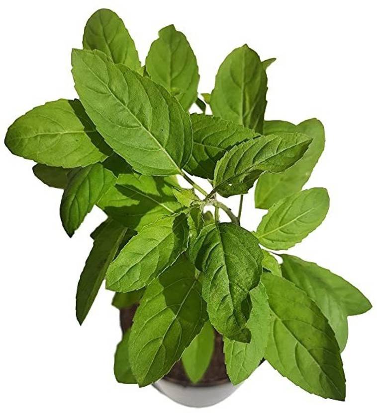 MAA Holy Basil, Tulsi, Tulasi Seed Price in India Buy MAA Holy Basil