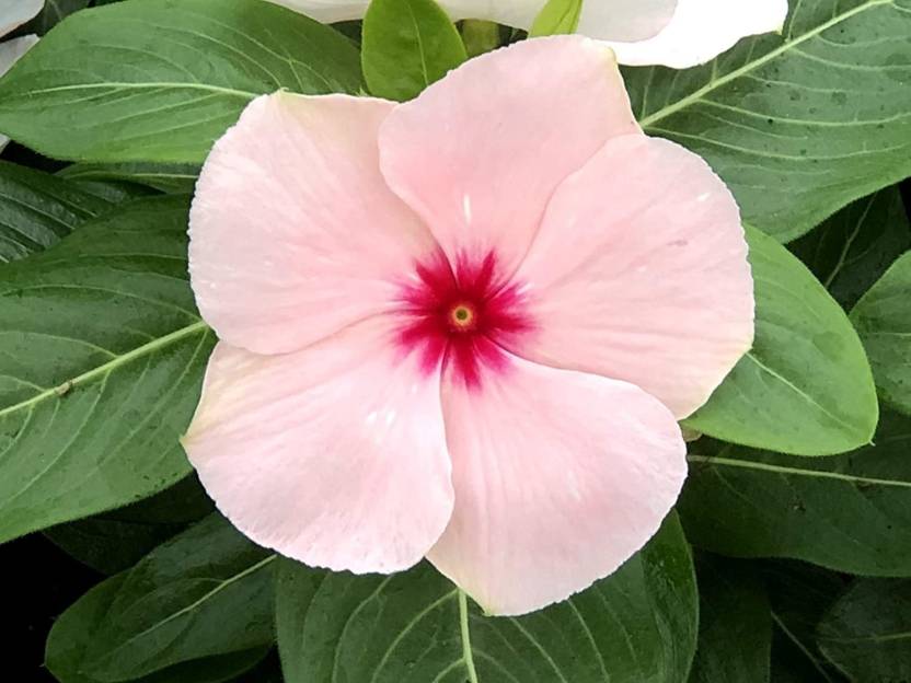 kanaya-vinca-sadabahar-f1-hybrid-mixed-color-flower-seed-price-in-india