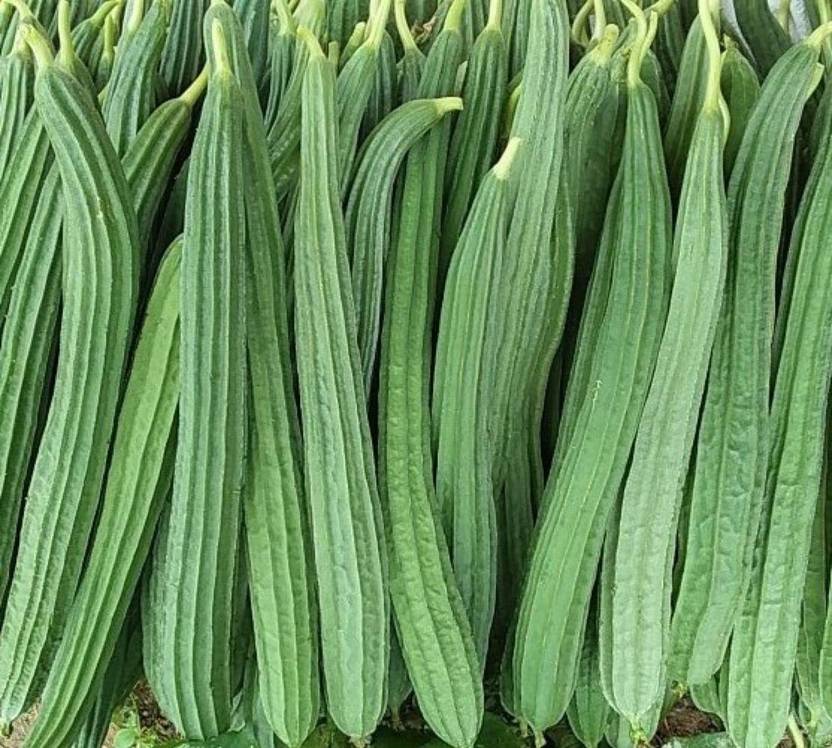 KANAYA Dhari Tori F1 Hybrid Vegetable Seed Price in India Buy KANAYA