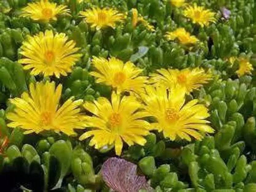 MAA Ice Plant Seed Price in India Buy MAA Ice Plant Seed online at