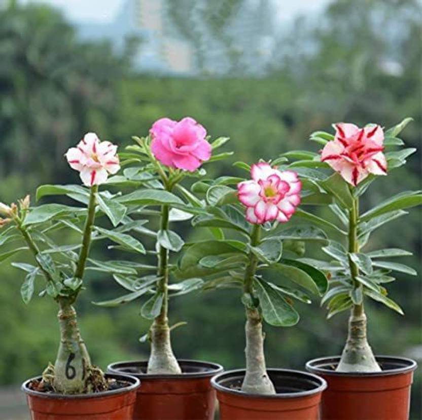 VibeX ® VXI703 Adenium Obesum Desert Rose Flower Seeds Seed Price in