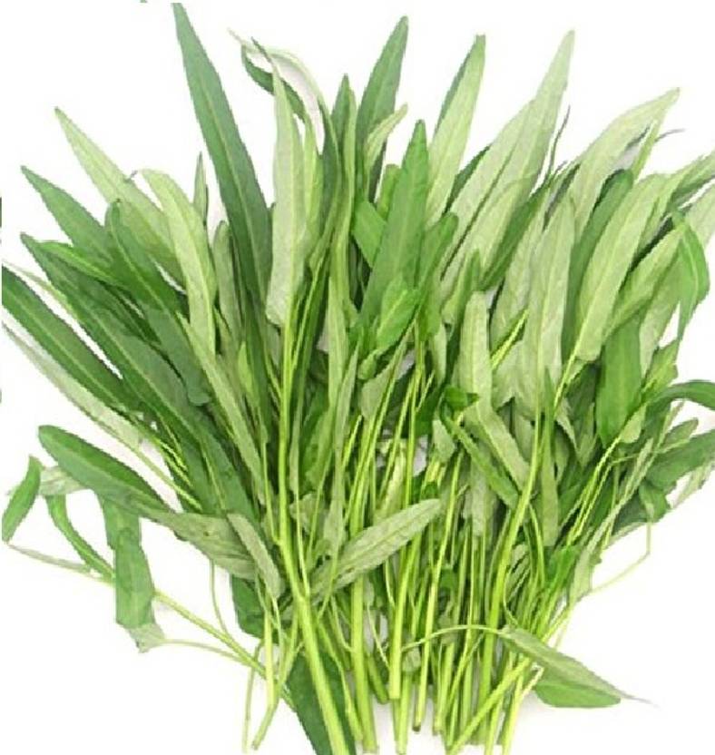 Dbbrothers Hybrid Kolmi shak/kalmi saag/water spinach seeds for garden