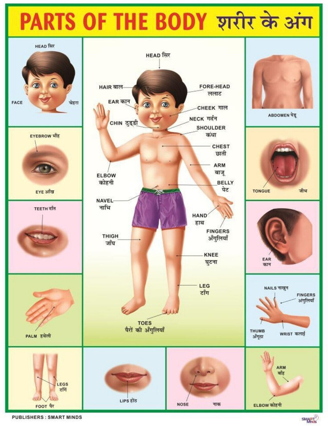 Early Learning Educational Charts for Kids | Part of the Body Chart For Kids | 28x40Inch (70x100cm)| Laminated chart | Perfect for Homeschooling, Kindergarten and Nursery Students| Waterproof and Non tearable Wall Chart | Gloss Laminated Paper Print. Paper Print(40 inch X 28 inch, Rolled)
