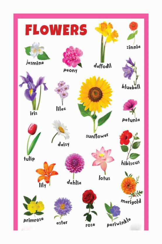 Flowers Name Chart Poster with Gloss Lamination Paper Print - Children ...