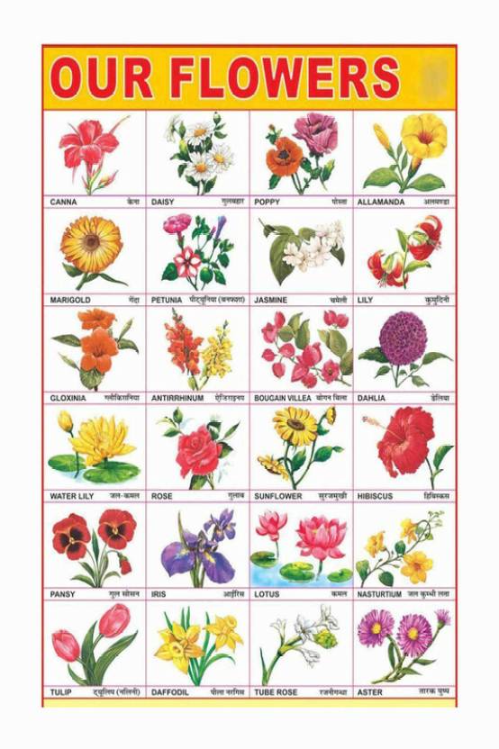 Flowers Name Chart Poster with Gloss Lamination Paper Print - Children ...