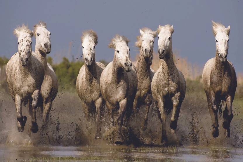 Running Horses Poster on 300gsm Photogenic US Imported Paper With Gloss