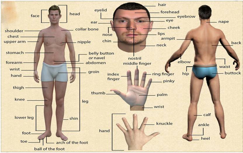 Human Body Part Name Chart Poster with Gloss Lamination Paper Print