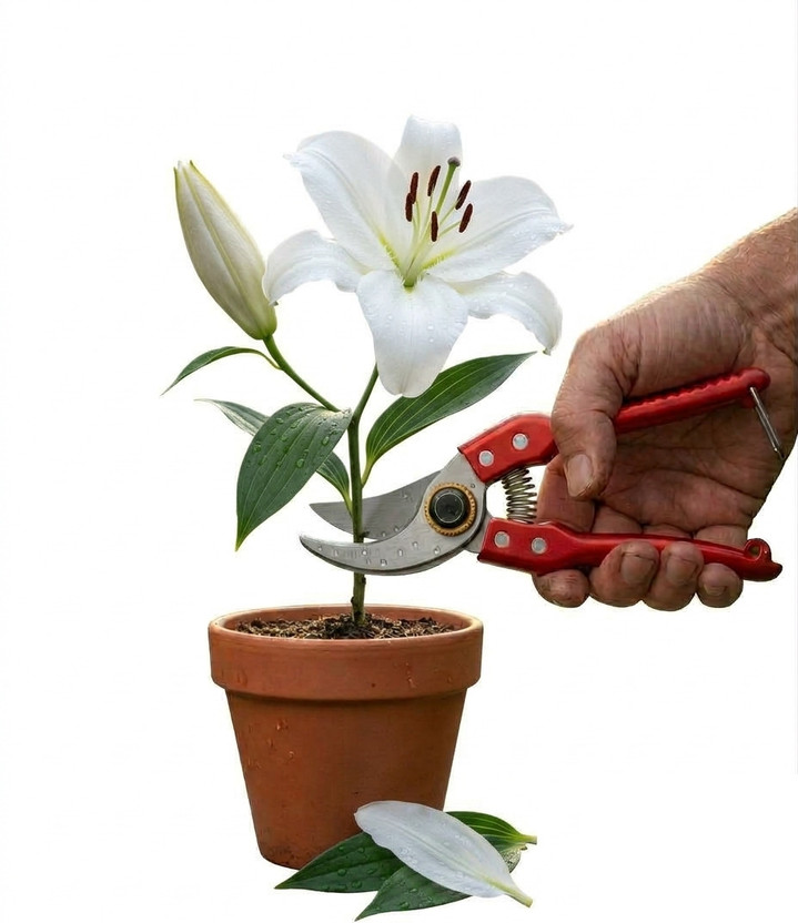 AEDEE ENTERPRISE Gardening Scissors Plants Scissor Tree Branch Pruner Green Bypass Pruner(Manual)