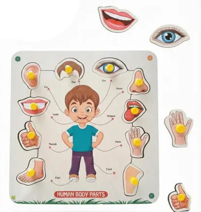 HIGHSEAS HIGHSEAS Learning & Educational Wooden Human Body Part Puzzle Board Activity Toys(1 Pieces) - Flipkart Deal