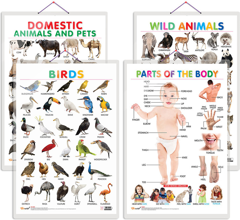Gift Pack Of 4 Domestic Animals And Pets, Wild Animals, Birds And Parts Of The Body Charts | Wall Posters For Room Decor High Quality Paper Print With Hard Lamination (20 Inch X 30 Inch, Rolled)(Hardcover, Sahil)