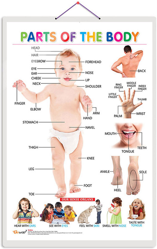 Parts Of The Body Chart, Wall Poster For Room Decor High Quality Paper Print With Hard Lamination (20 Inch X 30 Inch, Rolled)(Hardcover, Sahil)