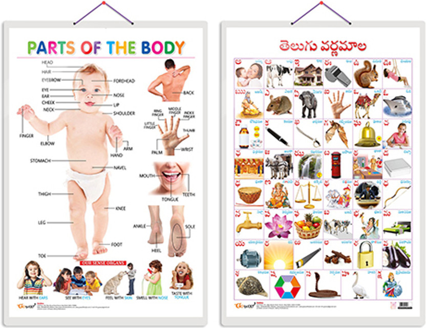 Gift Pack Of 2 Parts Of The Body And Telugu Alphabet?(Telugu) Charts | Wall Posters For Room Decor High Quality Paper Print With Hard Lamination (20 Inch X 30 Inch, Rolled)(Hardcover, Sahil)