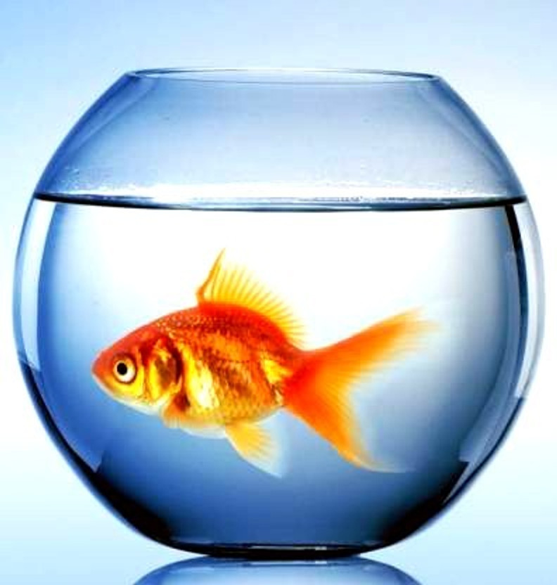 ATLOYAL Round Glass Fish Bowl Decorative Aquarium Bowl for fish & Home Decor Round Ends Aquarium Tank(2.5 L)