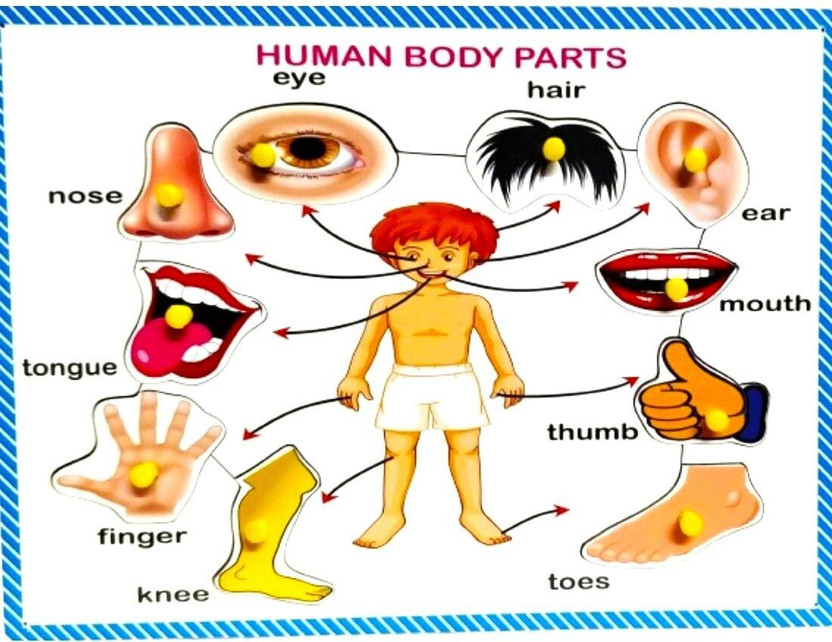 APD Human body parts learning board | Body parts educational wooden board(Multicolor)