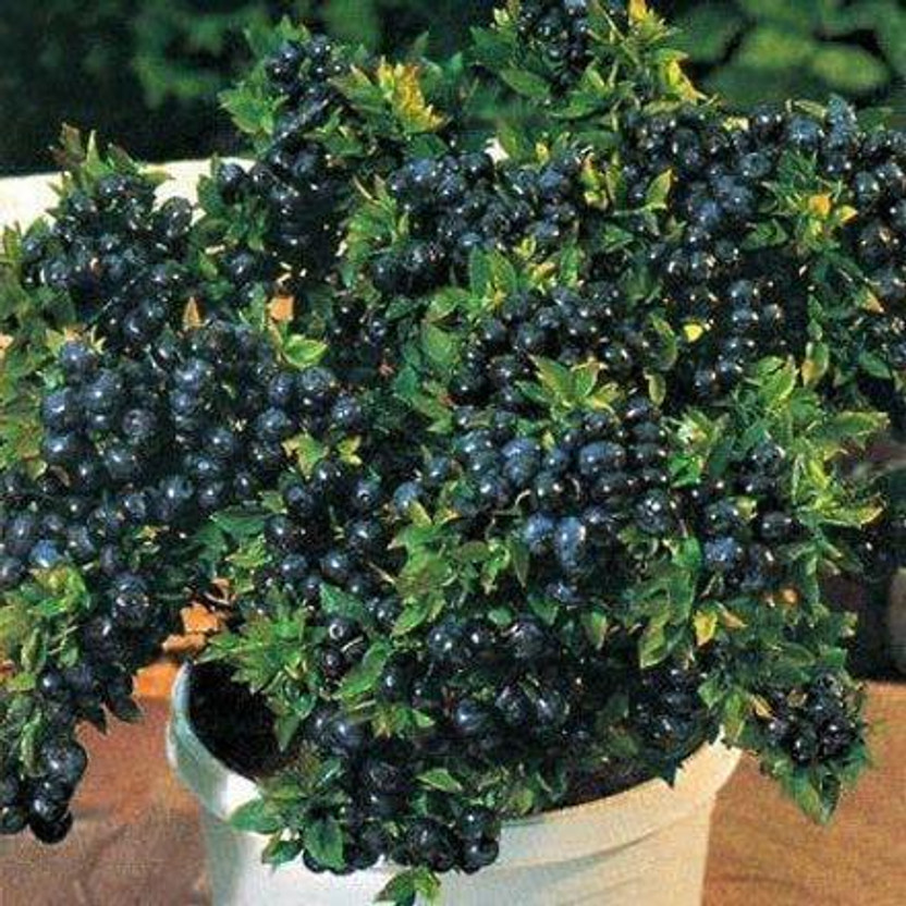 Cloud Farm Berry Plant  sapling(Hybrid, Pack of 1)