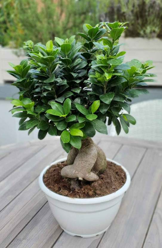Wrenna Ficus Bonsai(Hybrid, Pack of 1)