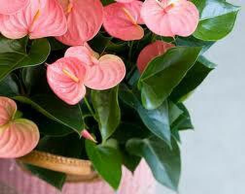 Bakuchi Bakuchi Anthurium Plant  sapling(Hybrid, Pack of 1) - Flipkart Deal