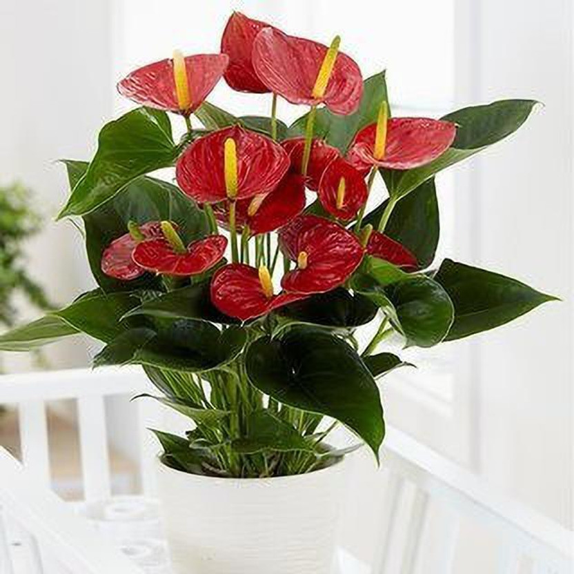 LaughEarth Anthurium Plant(Hybrid, Pack of 1)