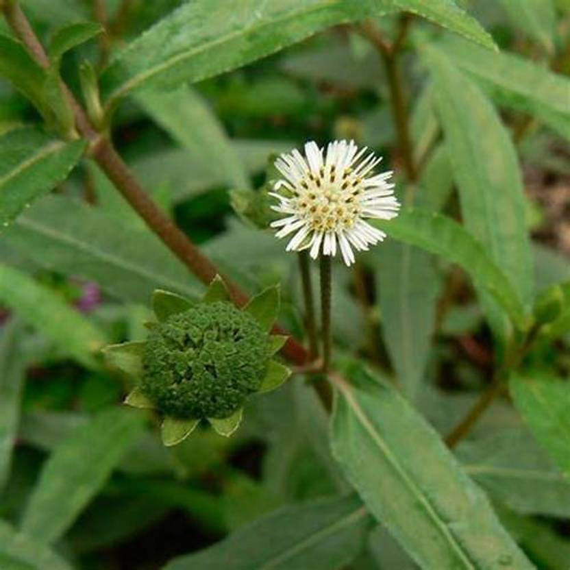 Karisalankanni Live Bhringraj Bhringraj Plant Price in India - Buy ...