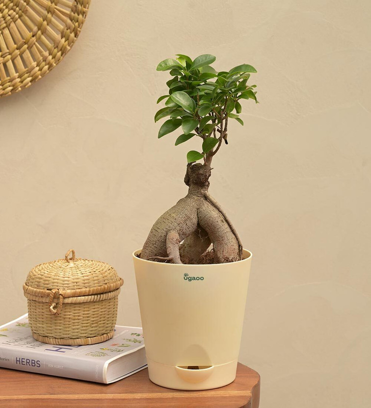 UGAOO UGAOO Ficus Bonsai  sapling(Pack of 1) - Flipkart Deal