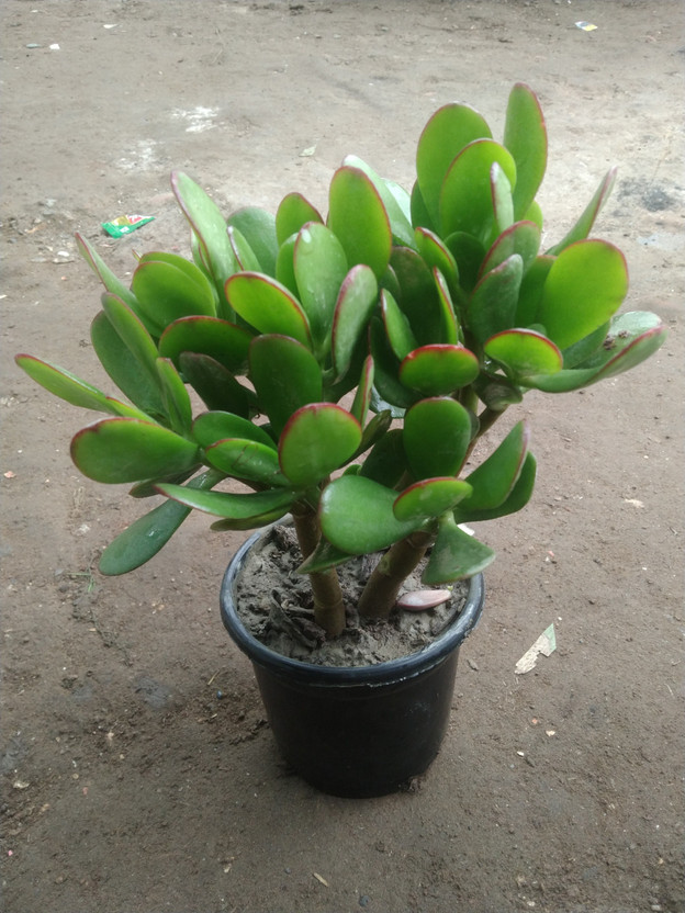 greenhousestore Crassula Plant(Hybrid, Pack of 1)