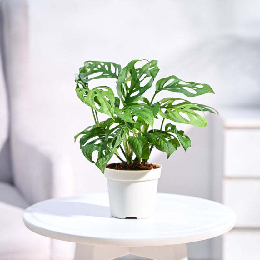UGAOO Broken Heart Plant(Pack of 1)