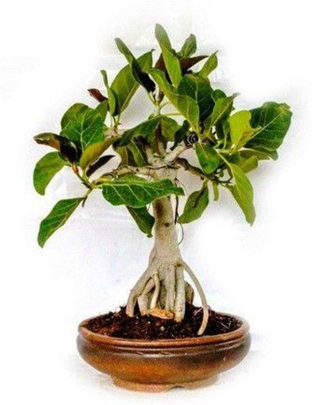 Baishnab Sageretia Plant(Hybrid, Pack of 1)